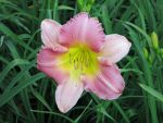 zweifarbige hohe Taglilie Hemerocallis Final Touch im 18cm Topf fterblhend